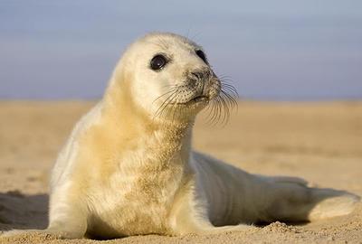 GreySealPup-HorseyBeachNorfolk.jpg