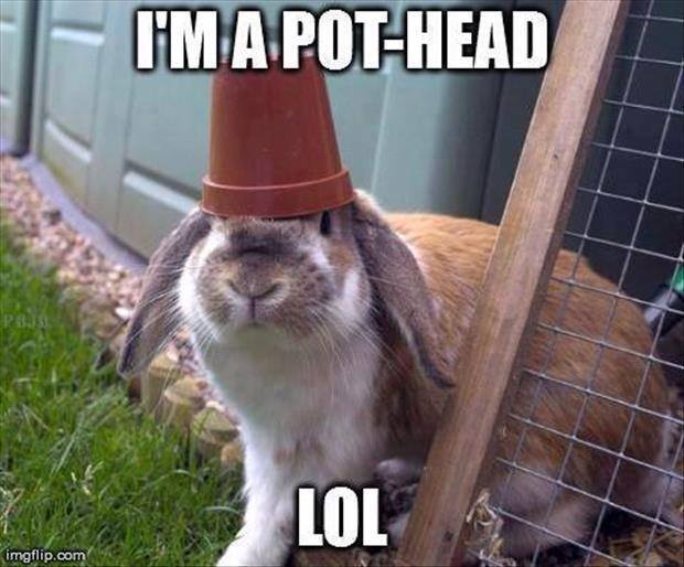 pothead.jpg