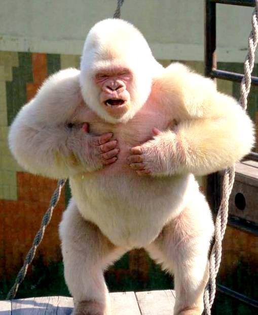 SnowflakeAlbinoGorilla.jpg