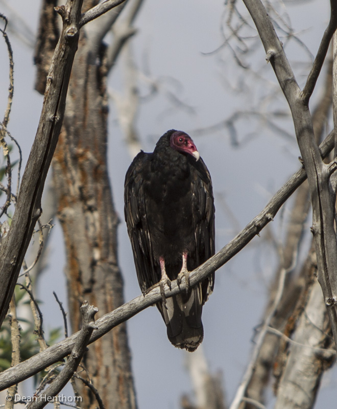 vulture-2660.jpg