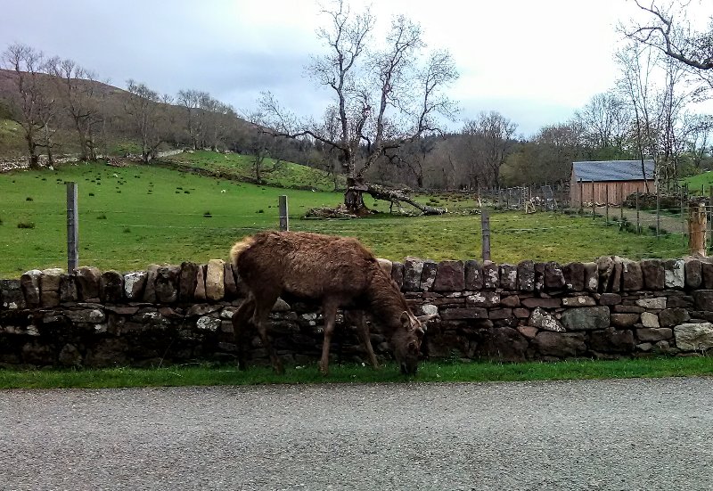 The locals aren't shy in Applecross.