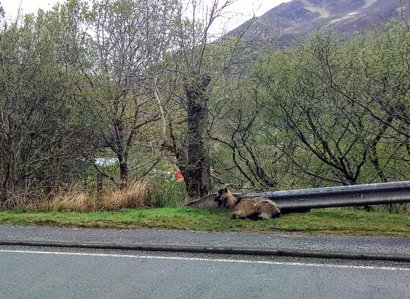 Wild goats in Glen Shiel