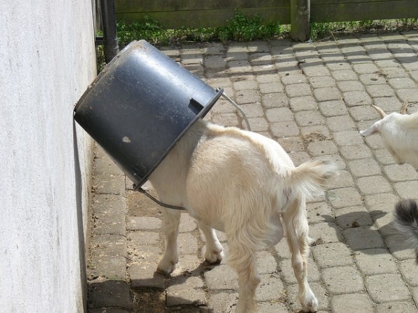 goat bucket.jpeg