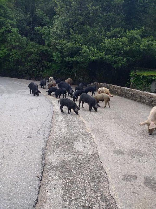 pigs of corsica.jpg