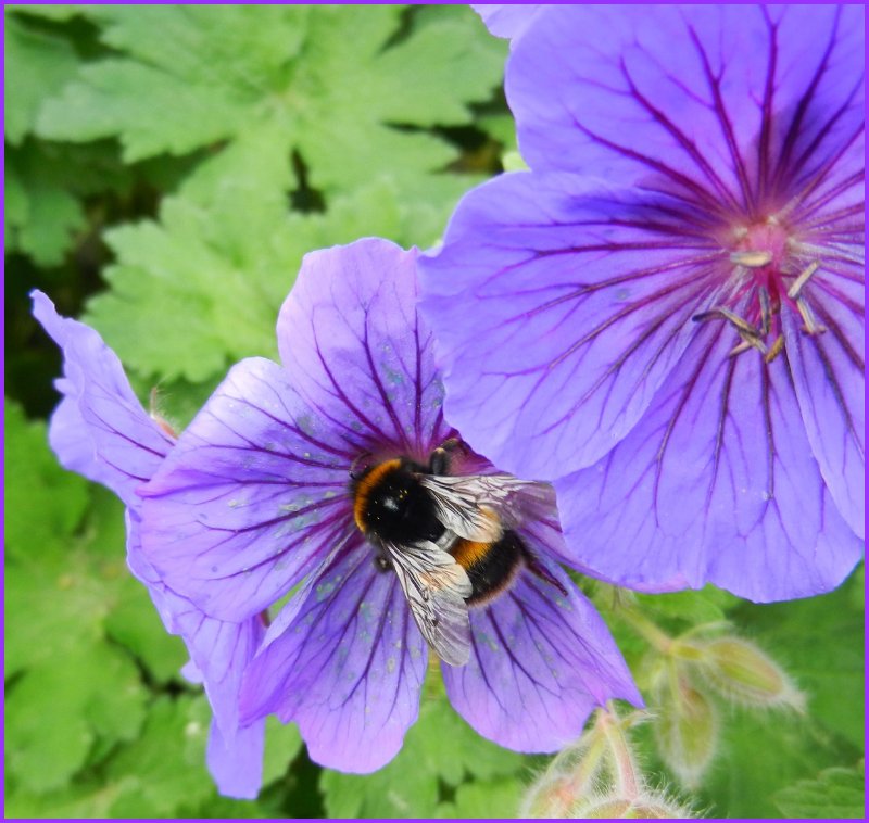 Bee-Flower 090620.jpg