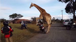 Watch: Randy giraffe tries to make love to a GS