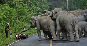Motorcyclist attacked by elephants