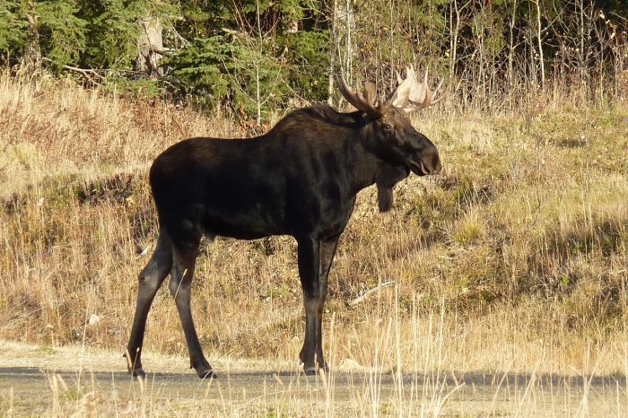 Elk-Sweden