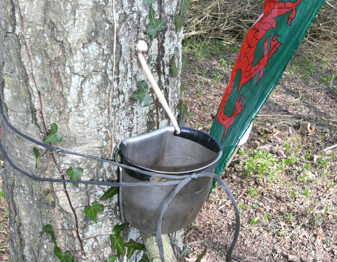 Birch sap to drink