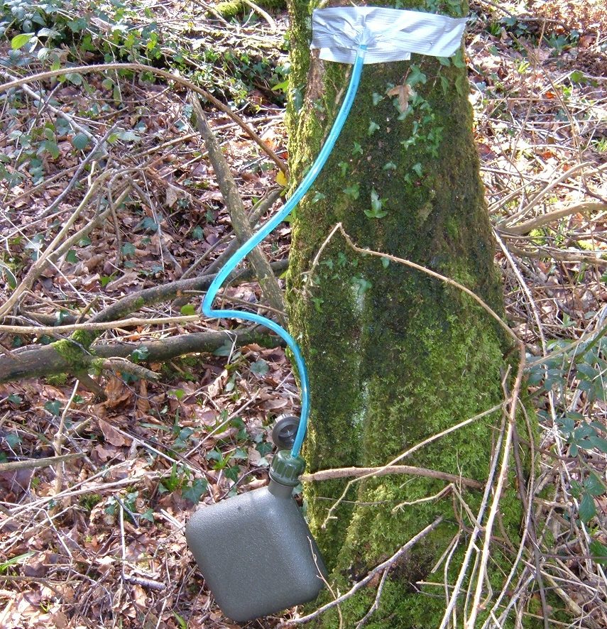 Collecting Birch sap