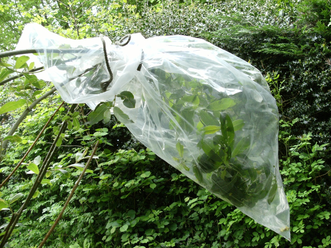 Water from transpiration start