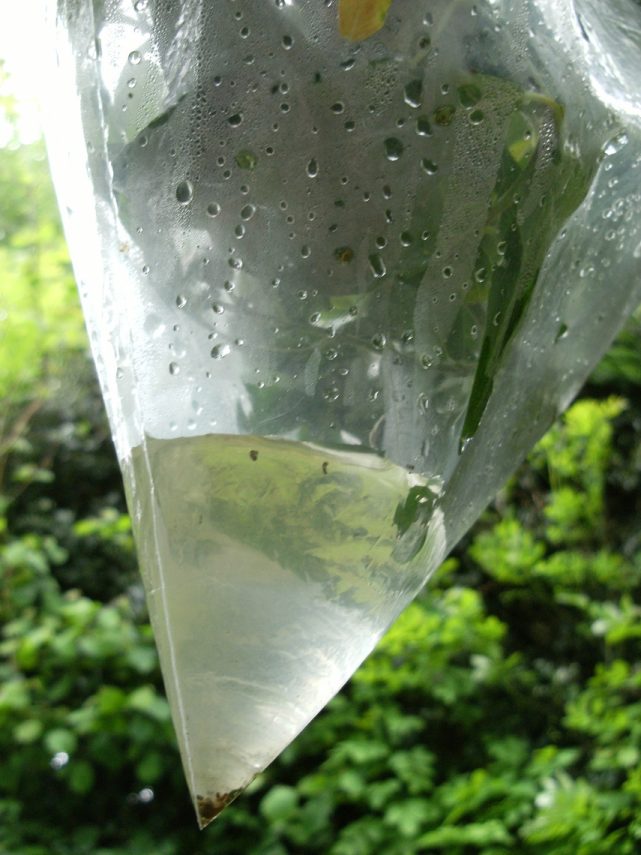 useful amount of Water from plant transpiration