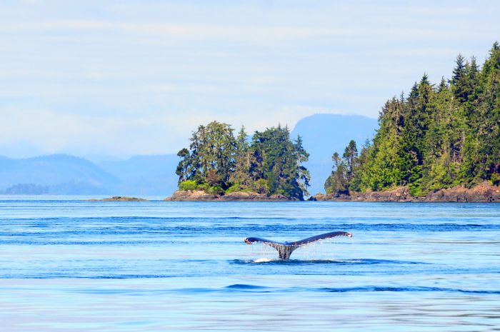 whale-watching-vancouver-island-canada-motorcycle-tour