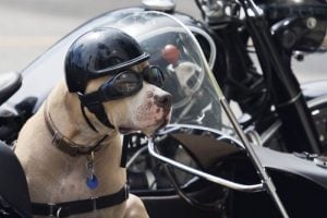 Biker dog
