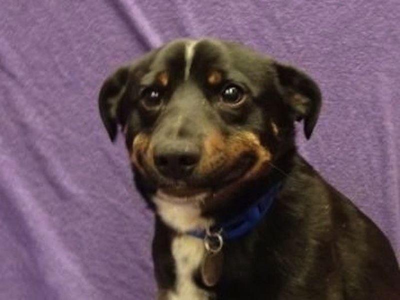 Dog face reaction meme