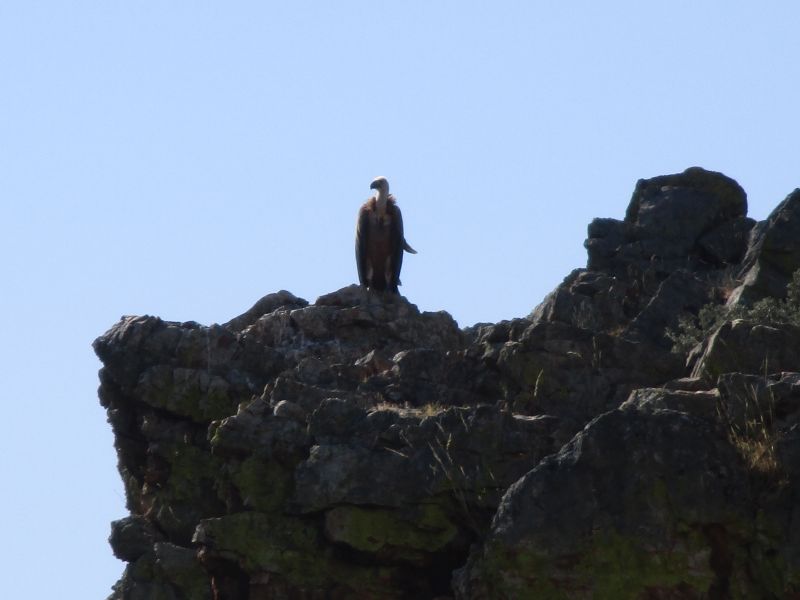 Vulture in Salamanca, Spain