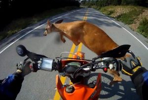A deer jumping in front of a motorcyclist