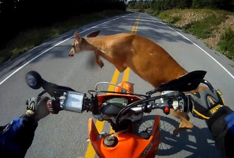 Image result for deer jumps over motorcyclist