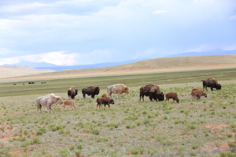 Buffalo in Colorado