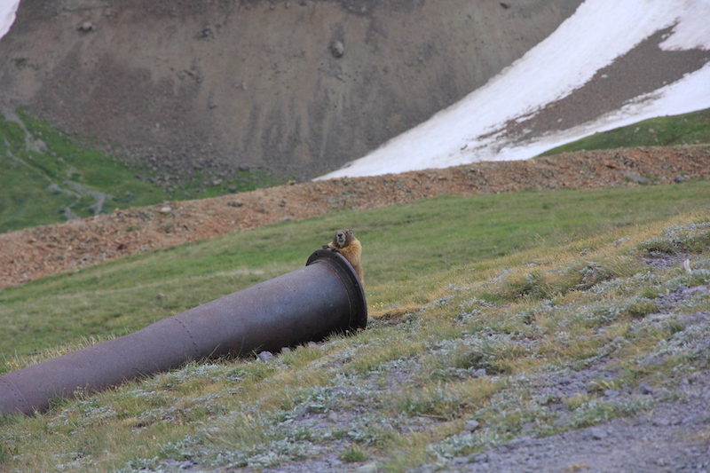 Cheeky Marmot