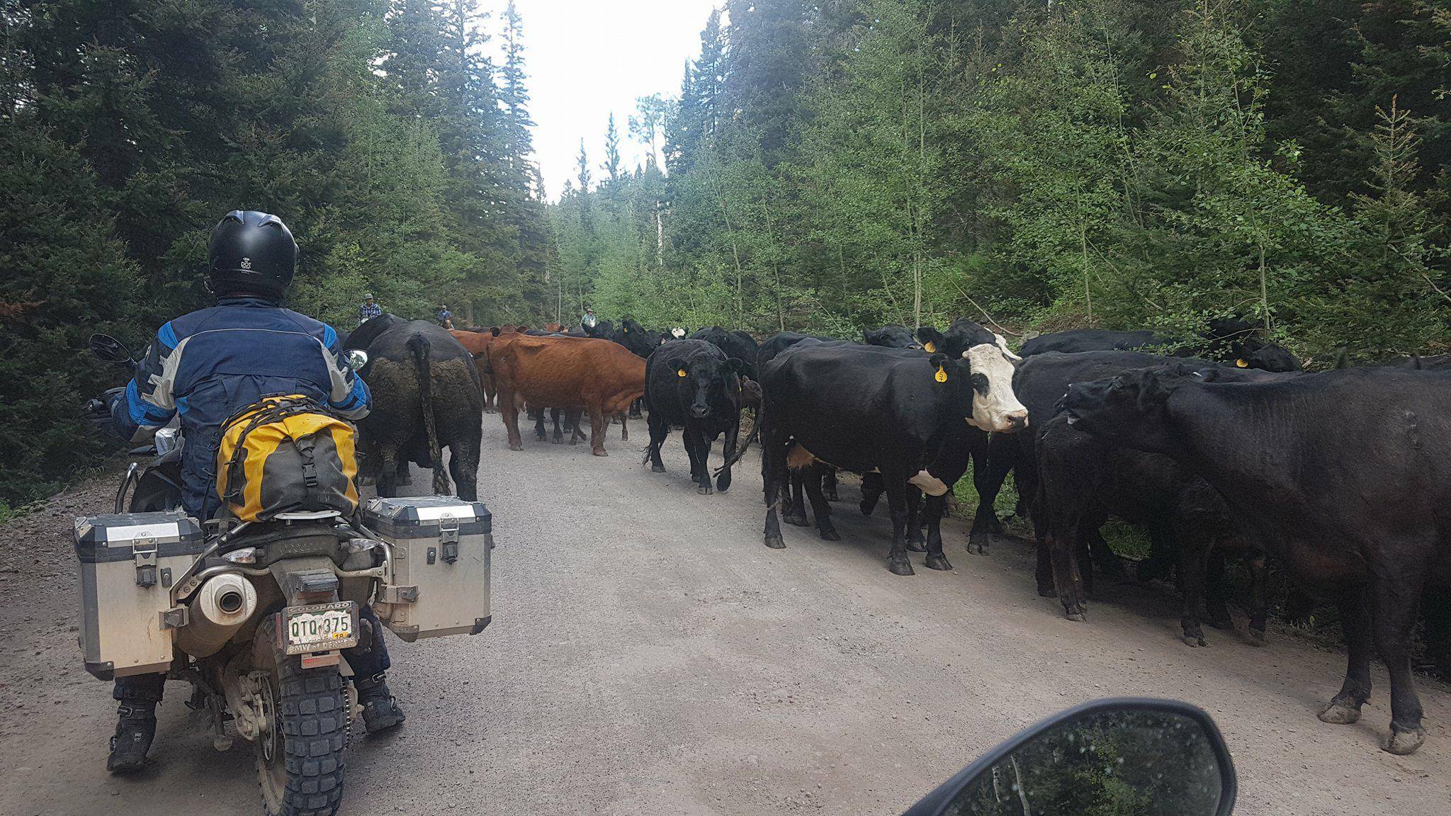 Head to head with cattle on Owl Creek Pass