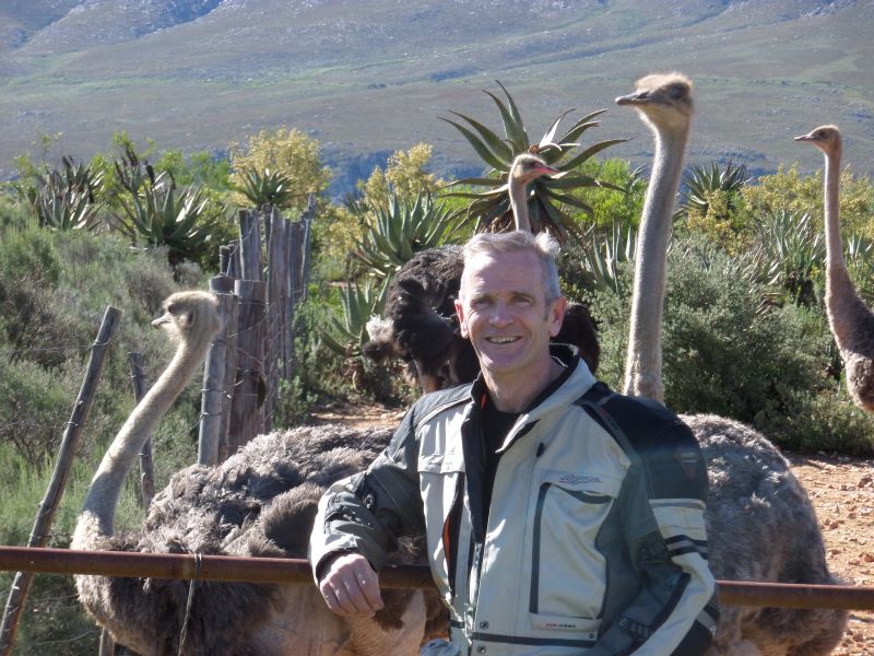 Ostrich 