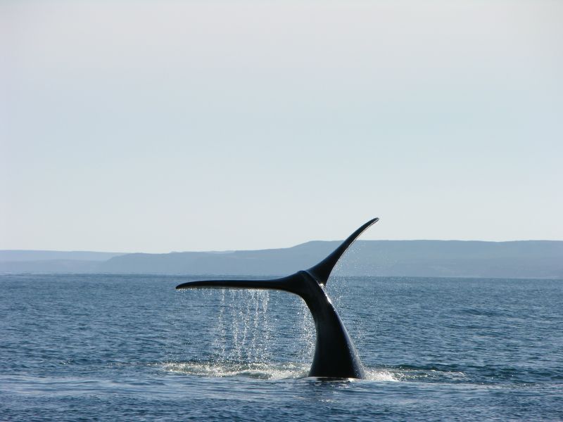 Whale in Patagonia