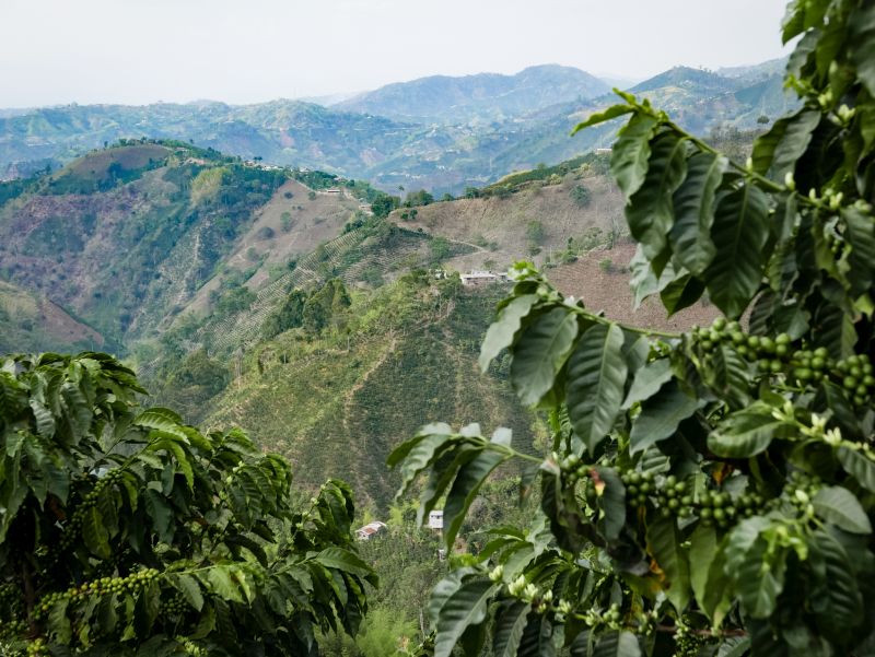 eje cafetero