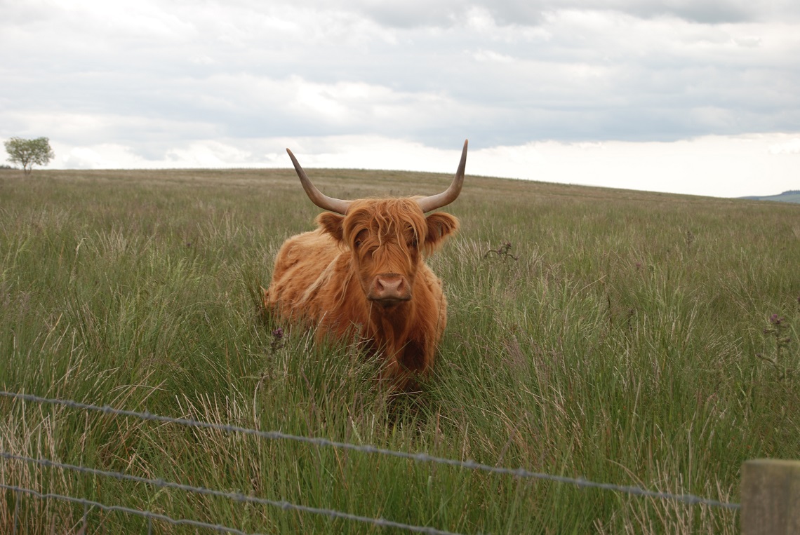 Bull