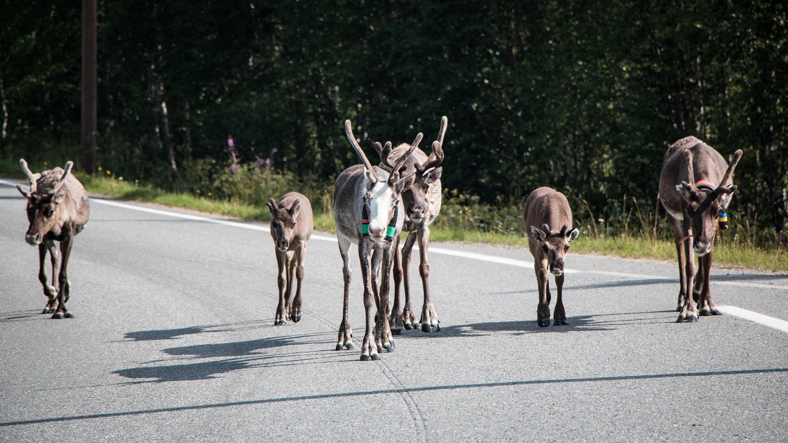 Curious-local-wildlife
