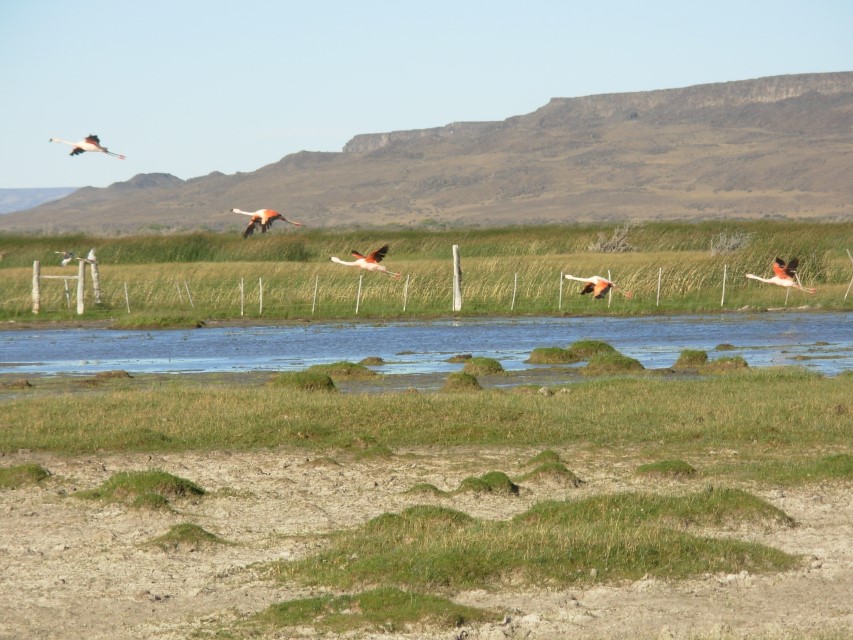 Flamingoes at Estancia La Angustura. A splash of colour on the steppe.