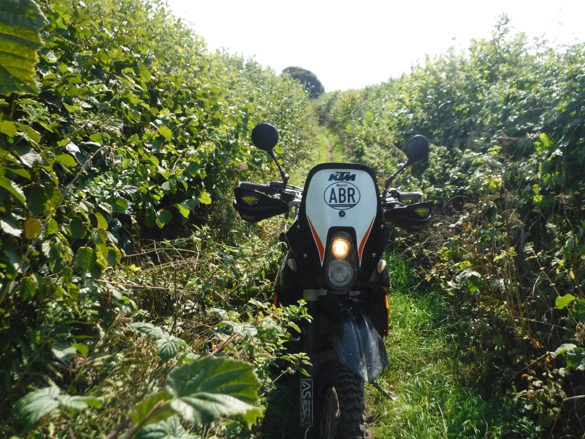 Very Overgrown trail