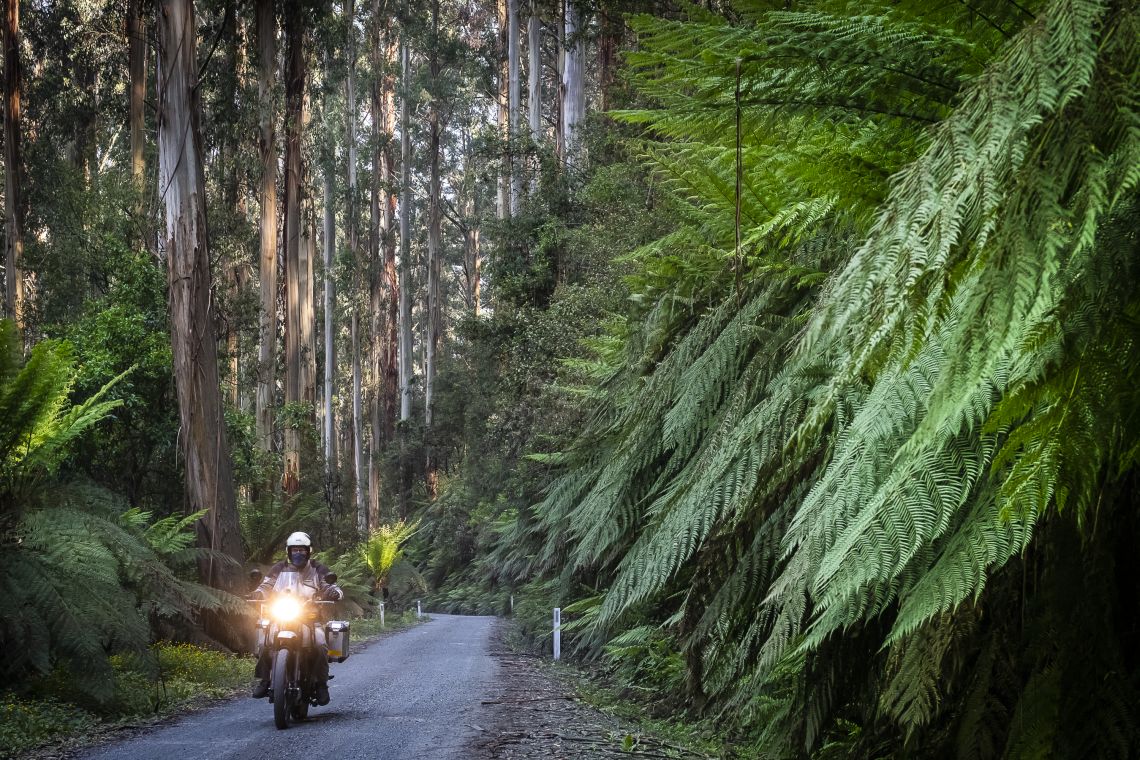 dwarfed by ferns and native trees
