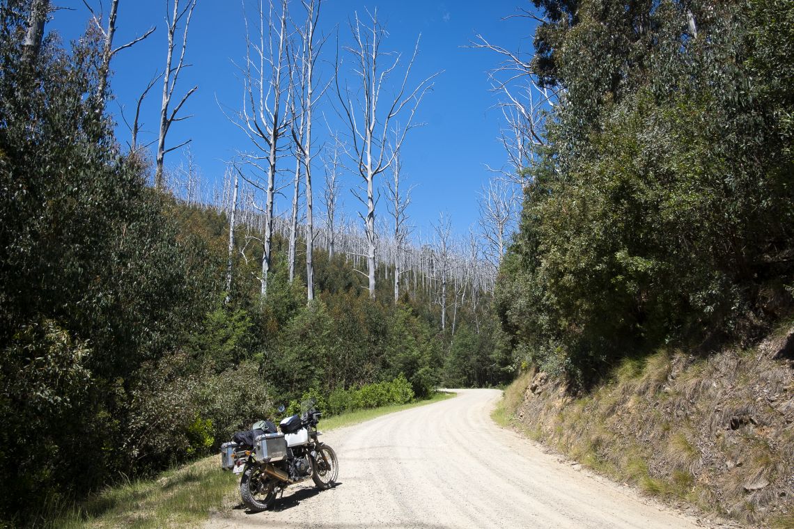 scorched trees