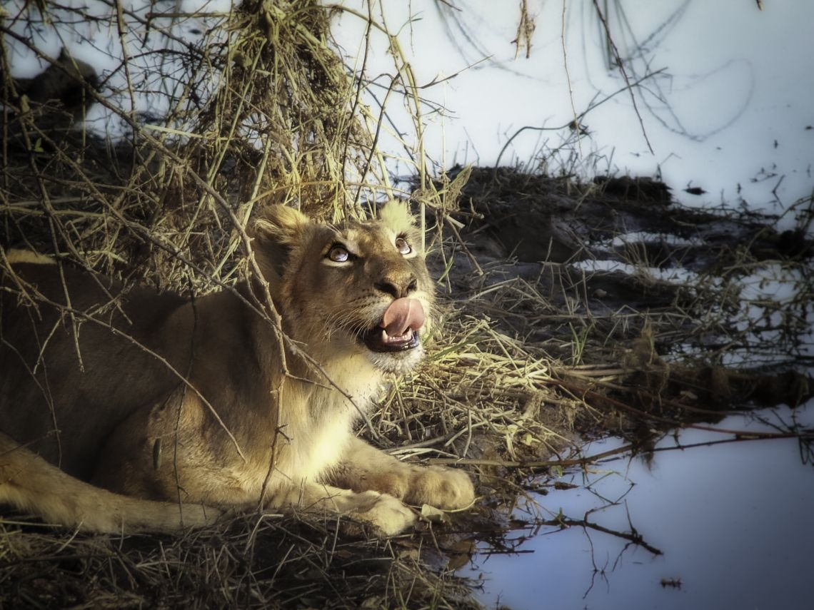young male lion cub