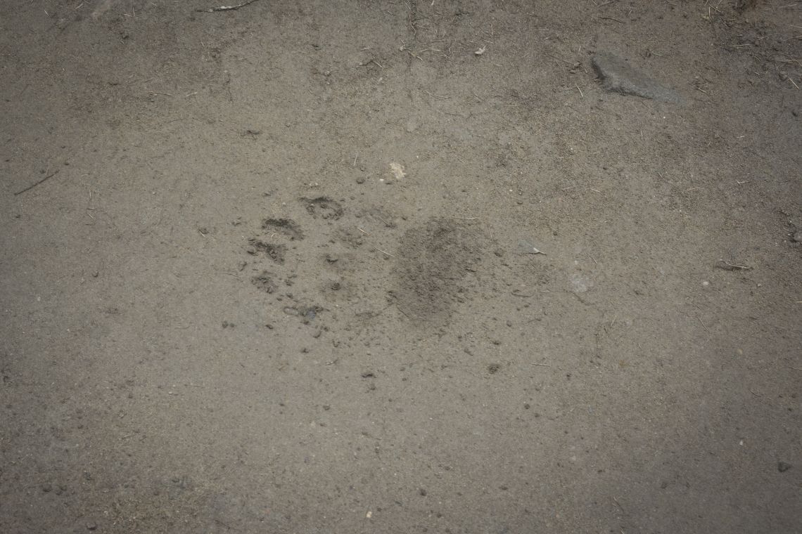 A bear print