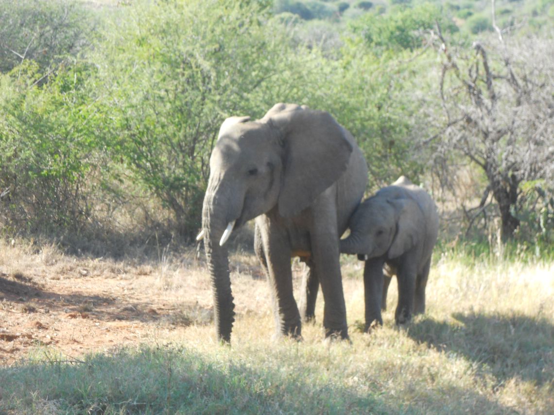 Elephants North of Nyeri