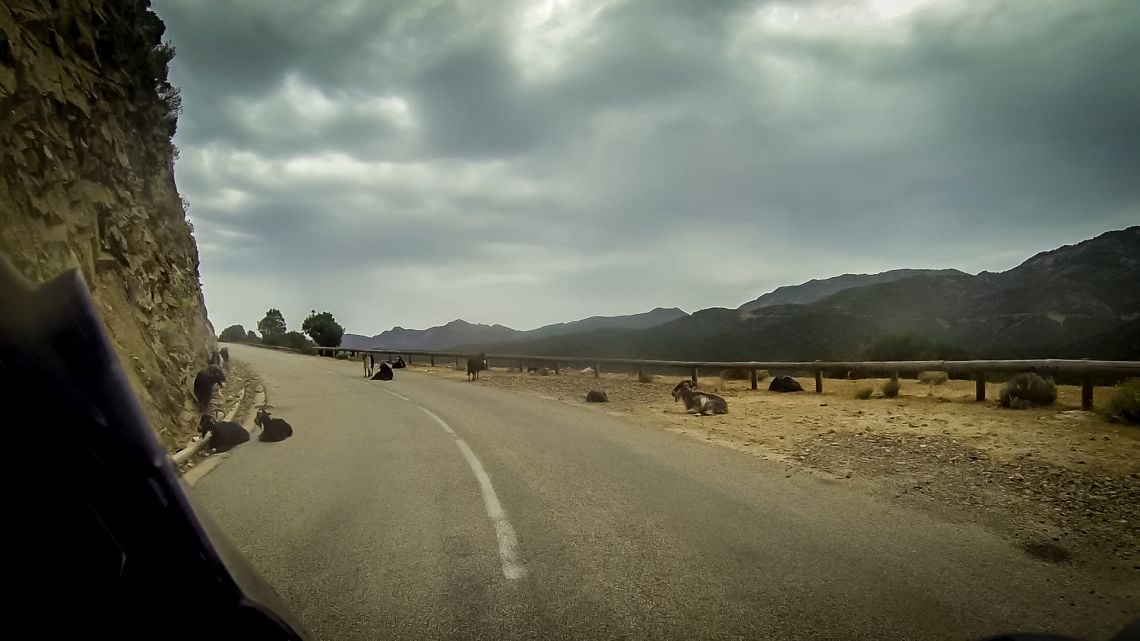 Goats on the road