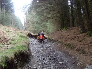 Grizedale-Lane-2