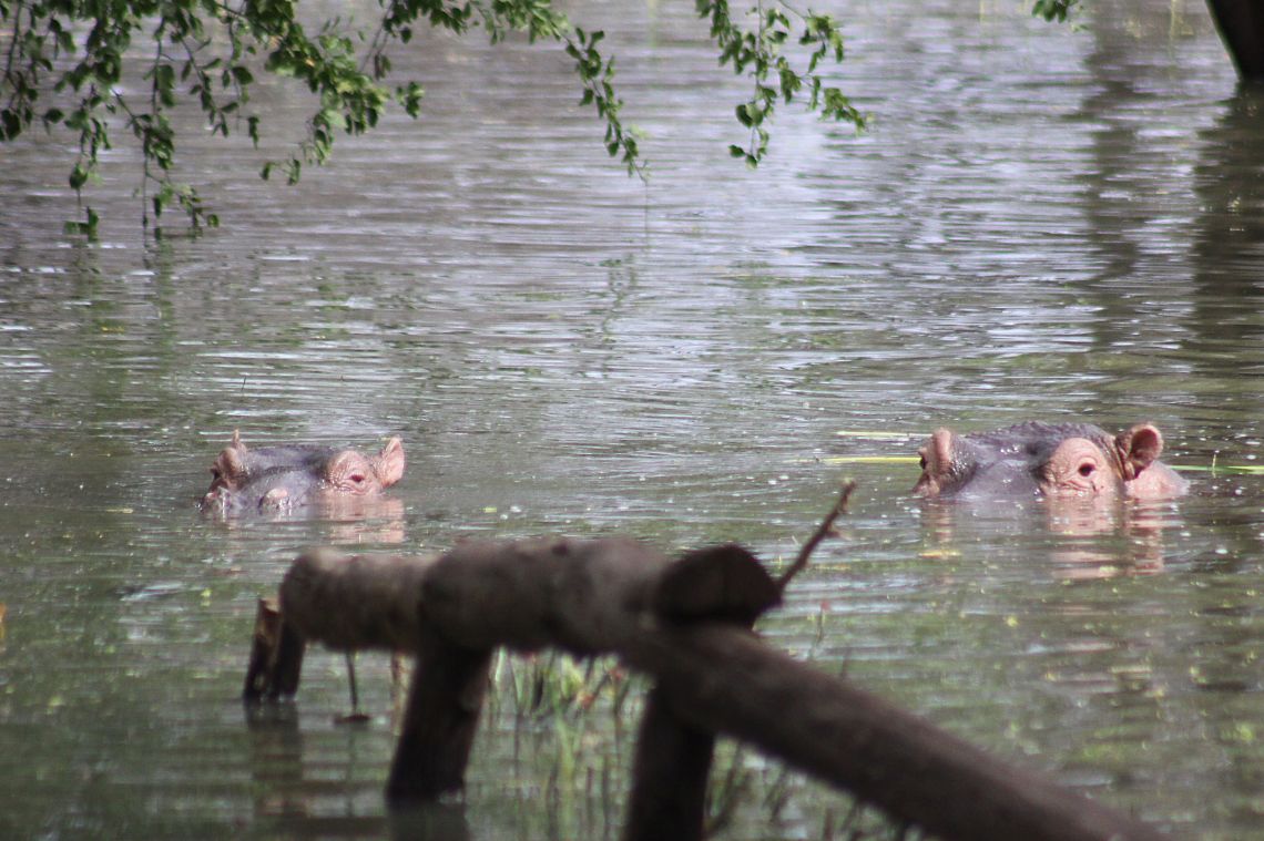Hippo in floods by day Baringo