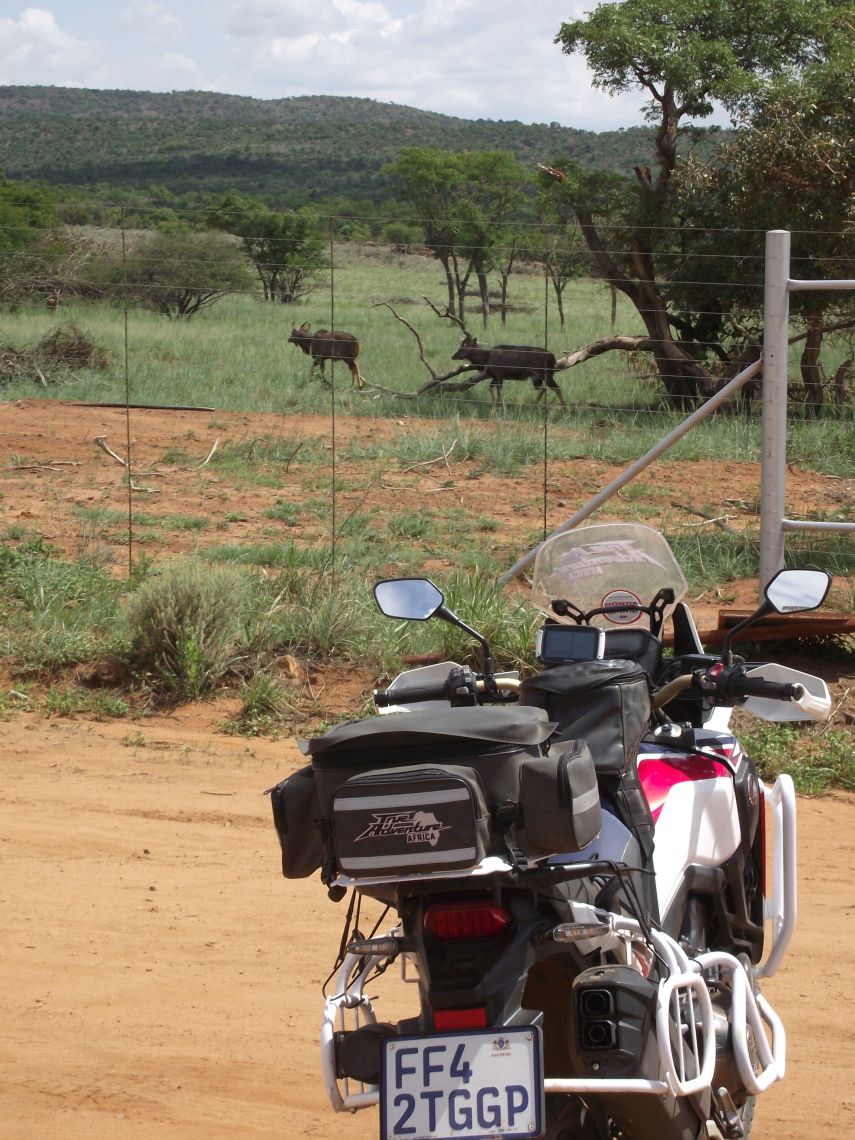 Kudu at Modimolle