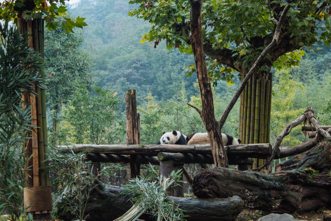 Locals lazing about