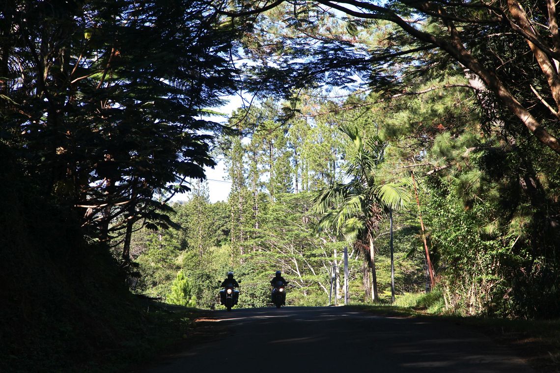 Lush Forests