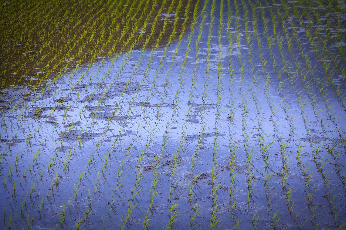 Rice fields