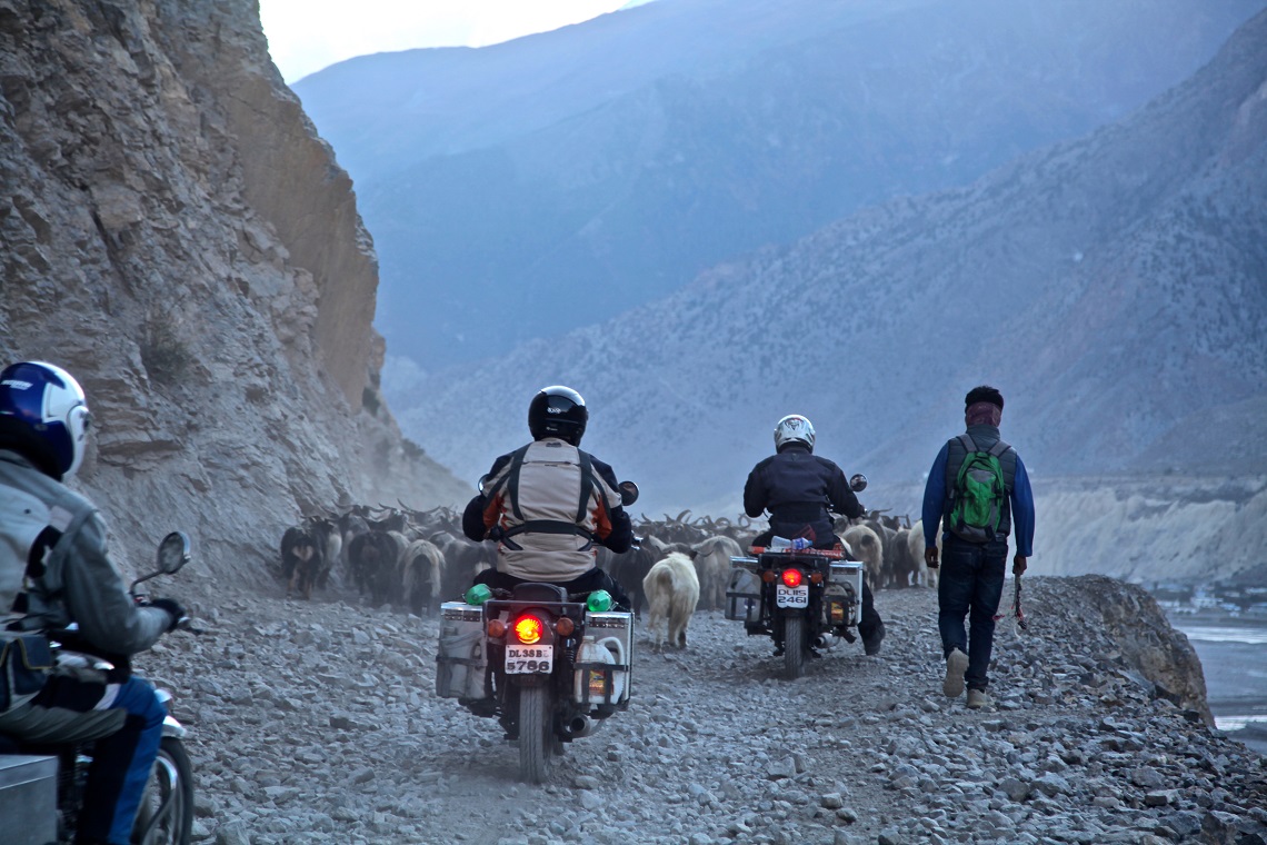 Road safari ride