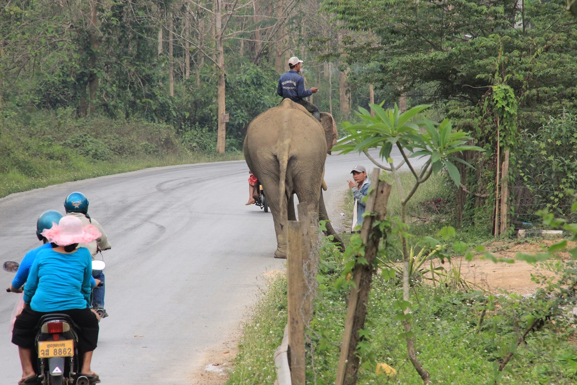 Scooter or elephant