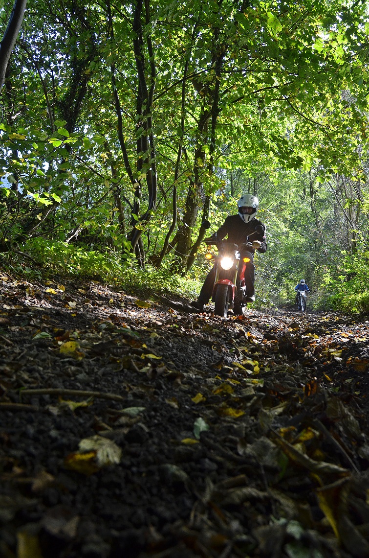 The trail leading through the canopy of trees