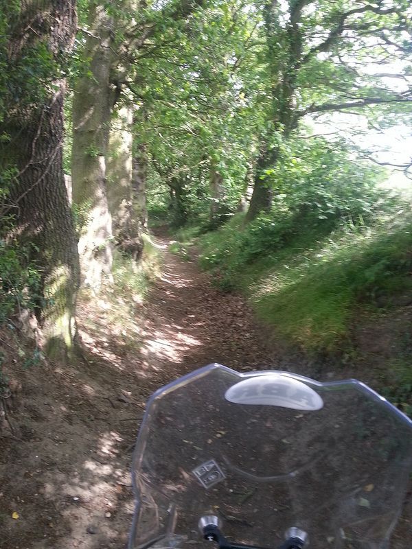 Wooded section