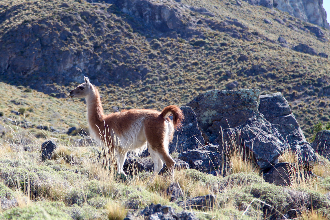 alpacca-issue-39