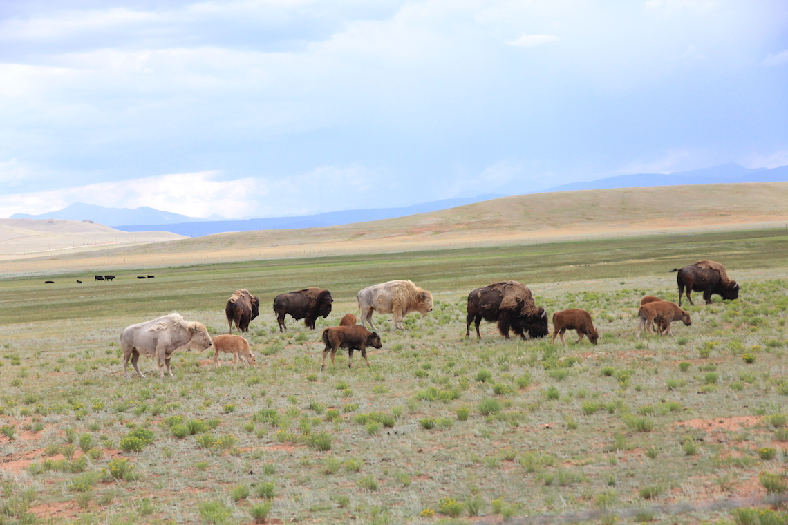 bison-colorado-issue-42